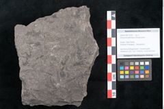 Foto (Objekt + Etikett) von Dicksonia pterioides Ettingshausen (NHMW-GEO-2024-0188-10209)